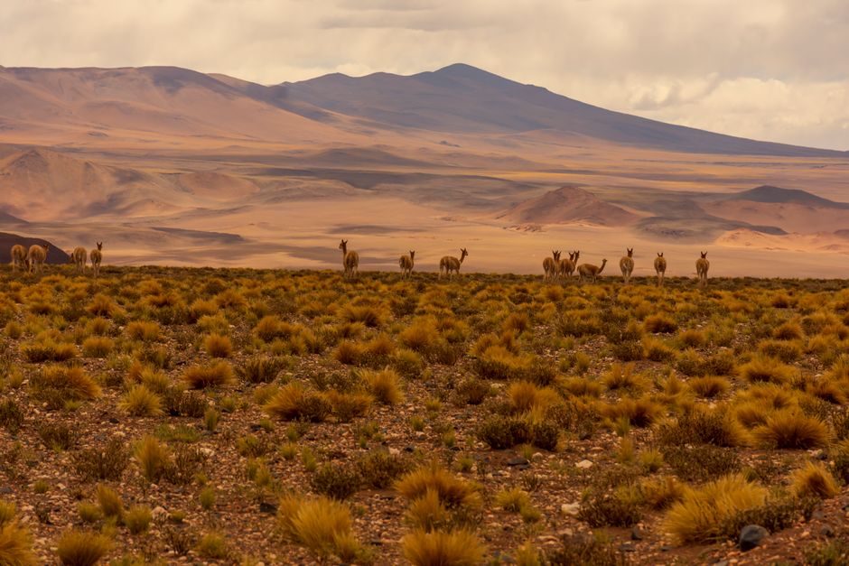 A herd of vicunas grazing in a vast, arid landscape with distant mountains.
