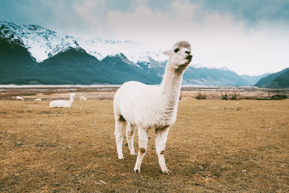 A charming alpaca stands in a pastoral field in Glenorchy, New Zealand, with snow-covered mountains in the background.