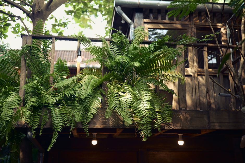 A rustic wooden balcony adorned with vibrant ferns offers a serene outdoor escape.
