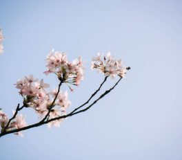 Cherry Blossom Season in Japan: A Late-March Plan for Tokyo and Kyoto