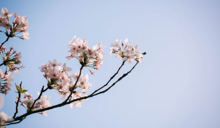 Cherry Blossom Season in Japan: A Late-March Plan for Tokyo and Kyoto Cherry Blossom Season in Japan: A Late-March Plan for Tokyo and Kyoto