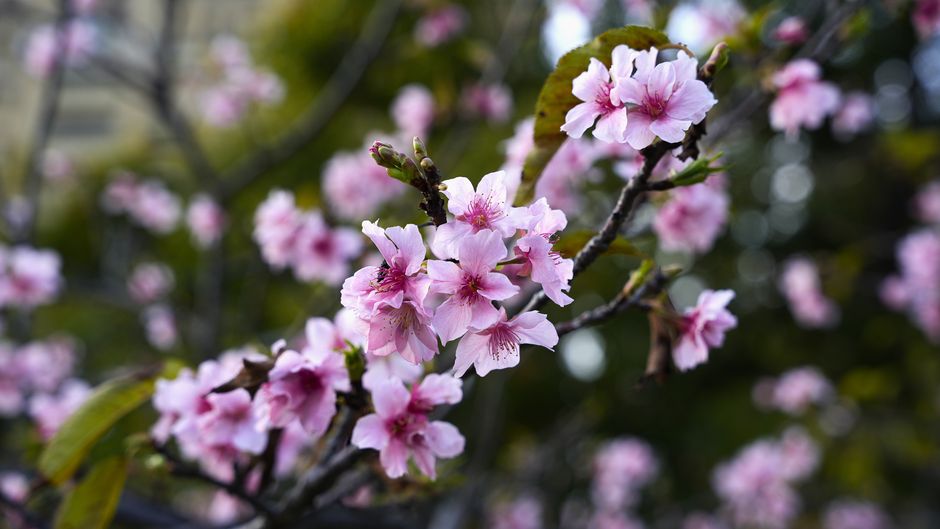 Close-up of pink cherry blossoms in full bloom during springtime.