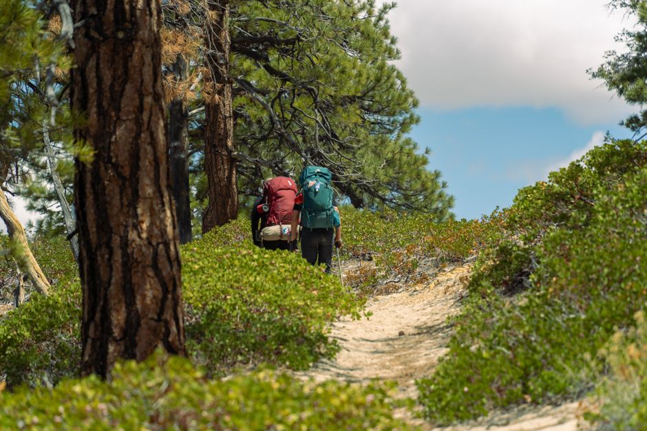 Two hikers with backpacks on a scenic forest path in Utah, USA.