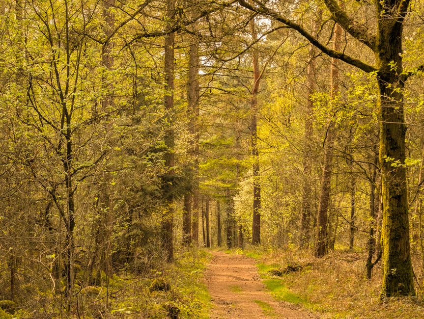 A serene forest path surrounded by lush greenery, evoking tranquility and natural beauty.