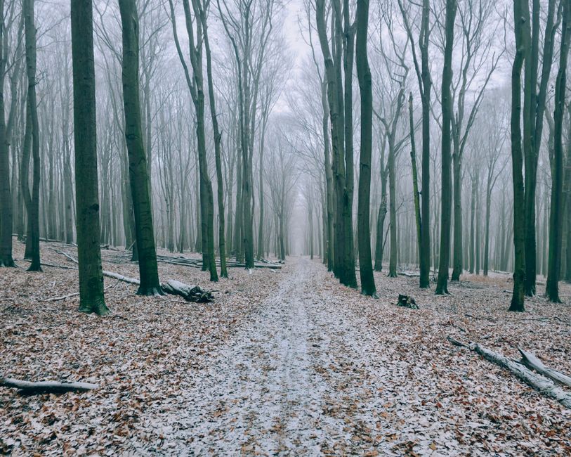 Tranquil winter forest path lined with tall trees and fallen leaves.