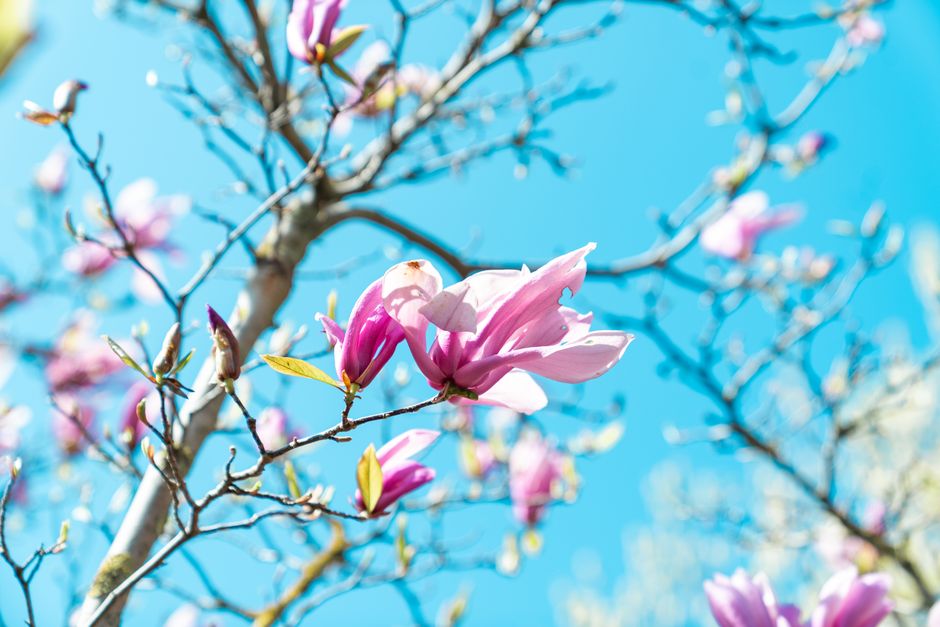 Beautiful close-up of a pink magnolia blossom against a clear blue sky, showcasing spring's vibrant colors.