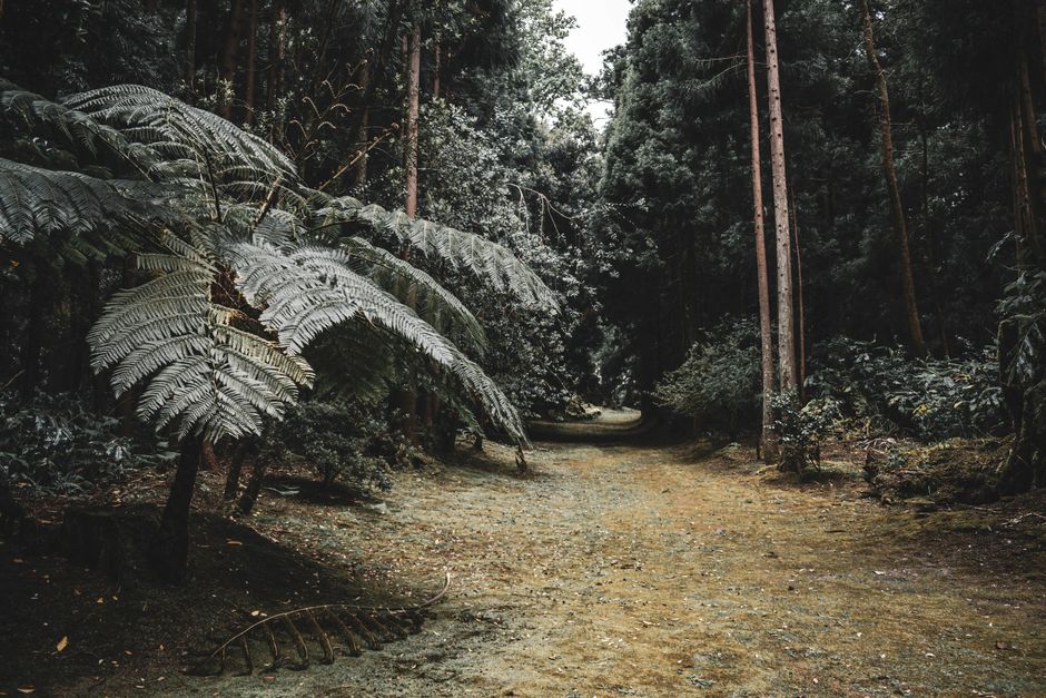 Serene forest path winds through lush green ferns and towering trees, capturing nature's tranquility.